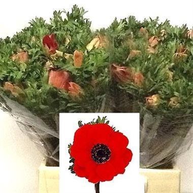 ANEMONE MARIANNE RED