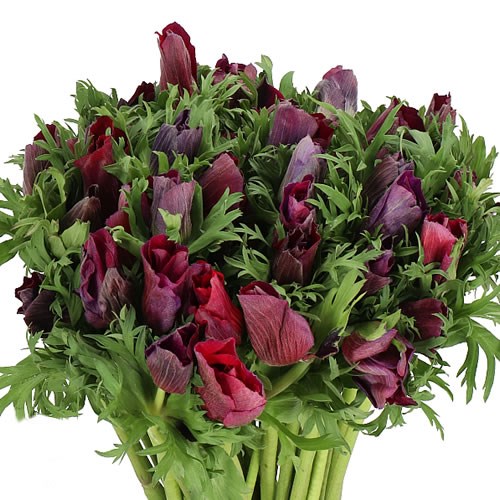ANEMONE MERON BORDEAUX