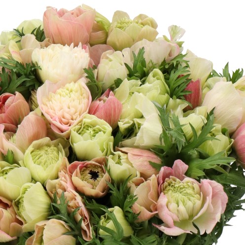 ANEMONE MINI DALIA LIGHT PINK