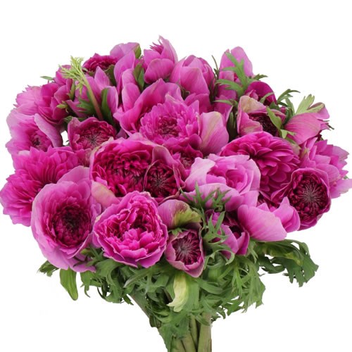 ANEMONE MINI DALIA LILA