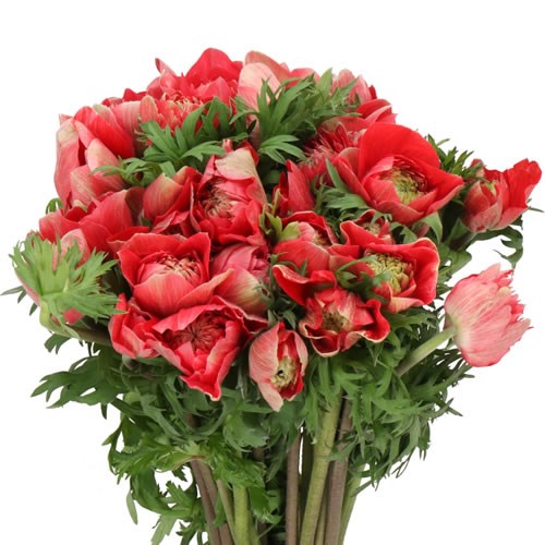ANEMONE MINI DALIA RED