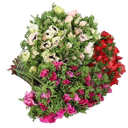 ANEMONE MISTRAL + ASSORTMENT