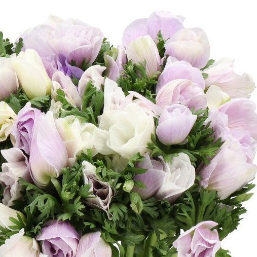 ANEMONE MISTRAL + BICOLOUR LAVENDER