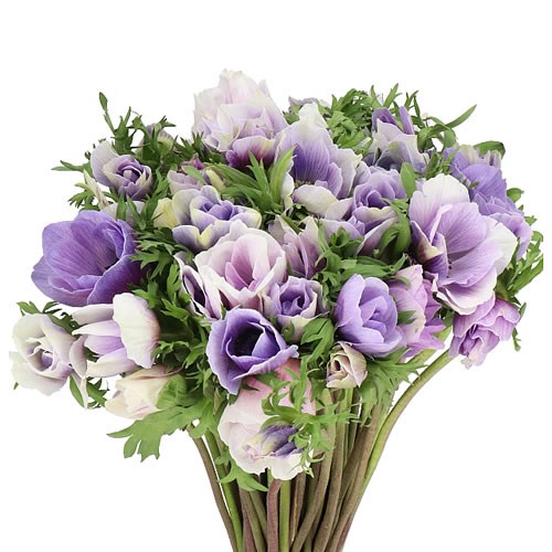 ANEMONE MISTRAL + CELESTE SUPER