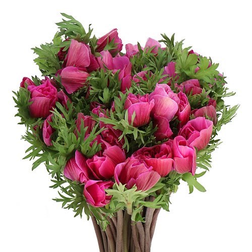 ANEMONE MISTRAL + CERISE