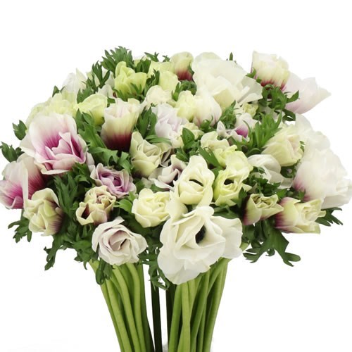 ANEMONE MISTRAL HAPPY
