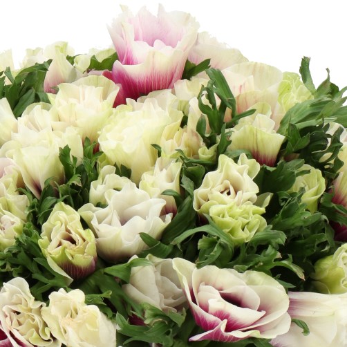 ANEMONE MISTRAL HAPPY