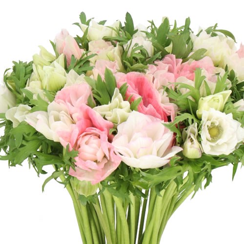 ANEMONE MISTRAL + LIGHT PINK