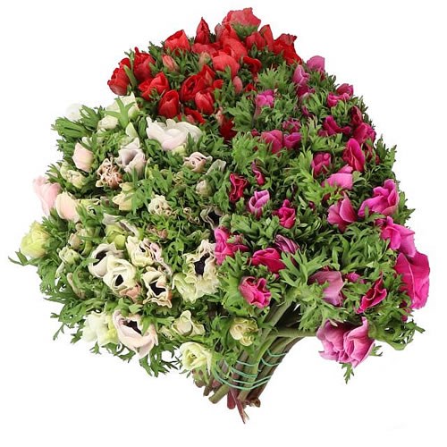 ANEMONE MISTRAL MIX - SUPER