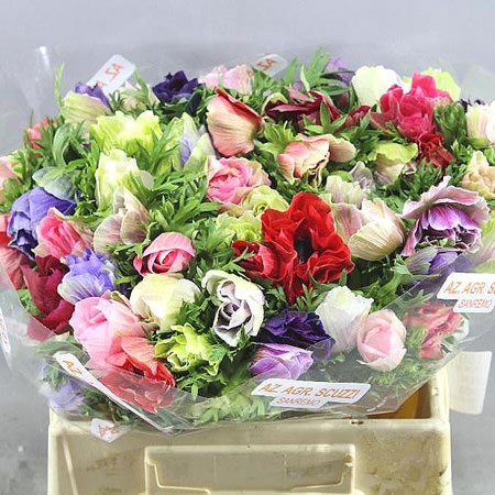 ANEMONE MISTRAL + MIX - SUPER