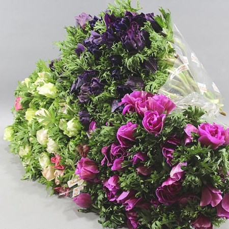 ANEMONE MISTRAL + ASSORTED SUPER