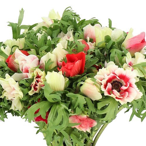ANEMONE MISTRAL + RED/WHITE