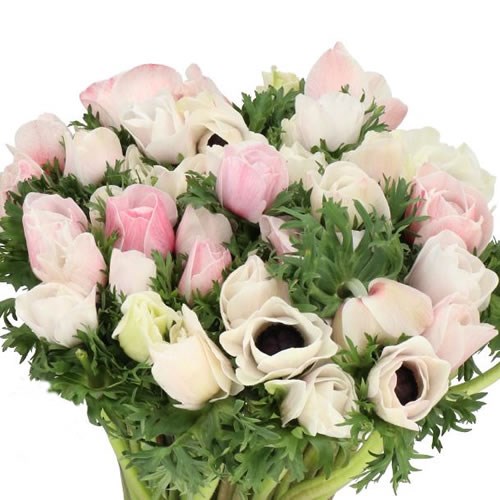 ANEMONE MISTRAL SALMON-WHITE