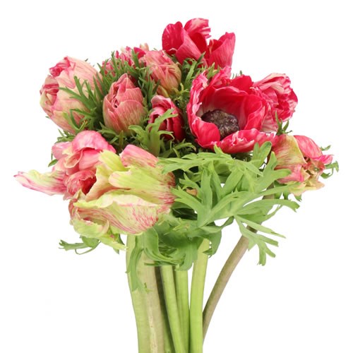 ANEMONE MISTRAL TIGRE MINI