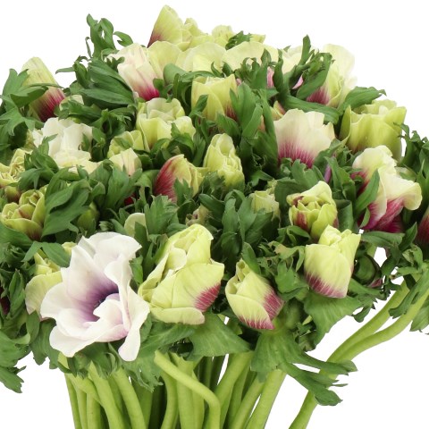 ANEMONE MISTRAL WHITE/LILAC