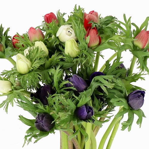 Anemone Mix (Colours May Vary to Image)