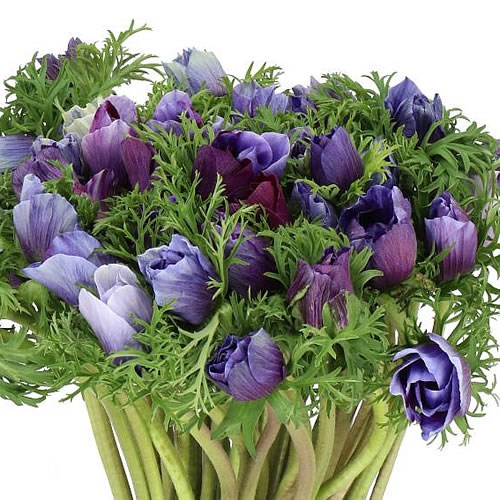ANEMONE TIGRE WINE EXTRA