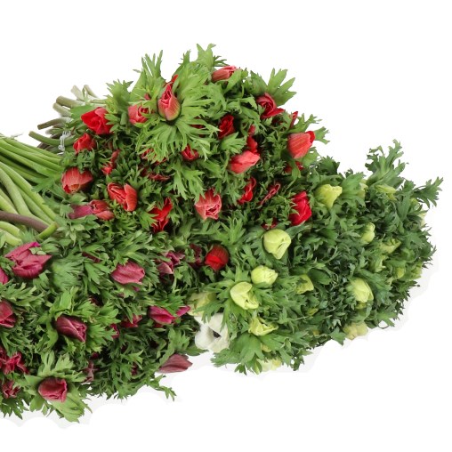 ANEMONE VALENTINE MIX