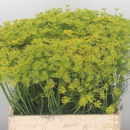 ANETHUM GRAVEOLENS