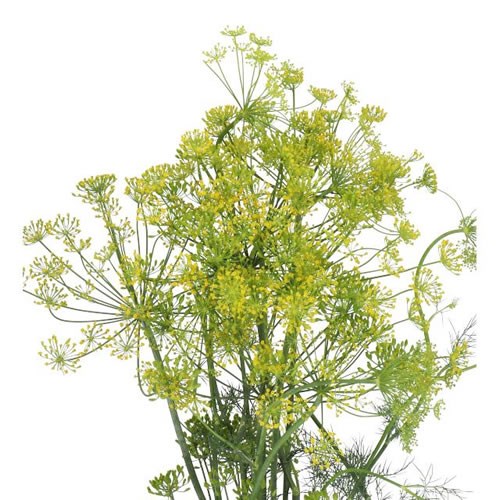 ANETHUM GRAVEOLENS