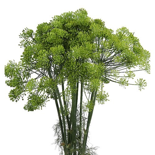 ANETHUM GREEN