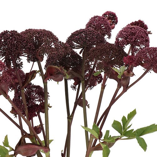 ANGELICA GIGAS