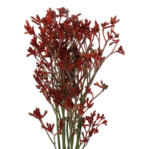 ANIGOZANTHOS ALINTA