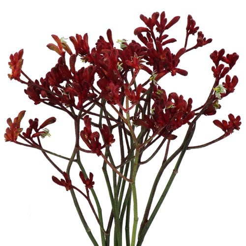 ANIGOZANTHOS BINDI