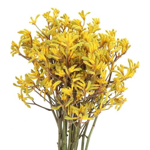 ANIGOZANTHOS BUSH DOWN