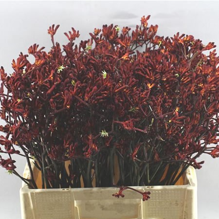 ANIGOZANTHOS BUSH RUBY