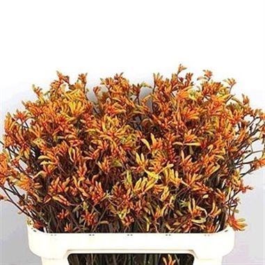ANIGOZANTHOS BUSH SUNSET