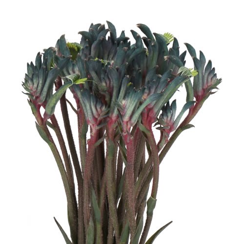 ANIGOZANTHOS CELEBRATIONS FIREWORKS