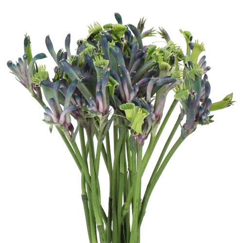ANIGOZANTHOS CELEBRATIONS MASQUERADE