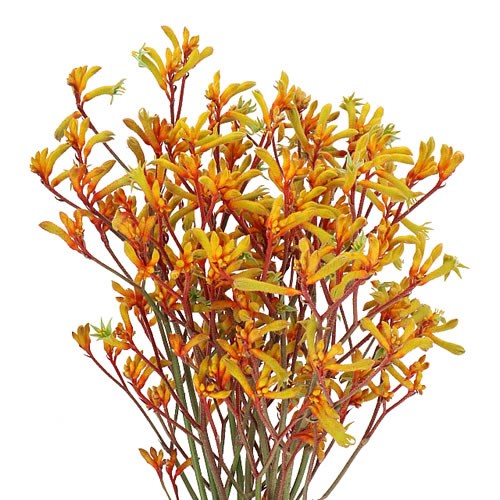 ANIGOZANTHOS GOLD FEVER