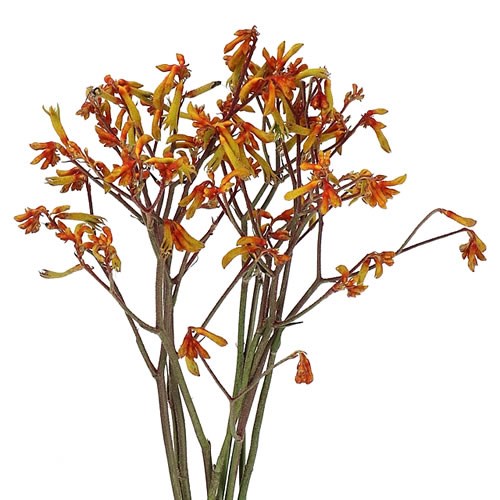 ANIGOZANTHOS ORANGE