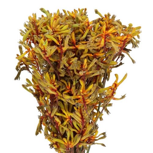 ANIGOZANTHOS ORANGE VELVET
