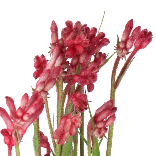 ANIGOZANTHOS PINK