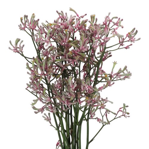 ANIGOZANTHOS PINK JOEY
