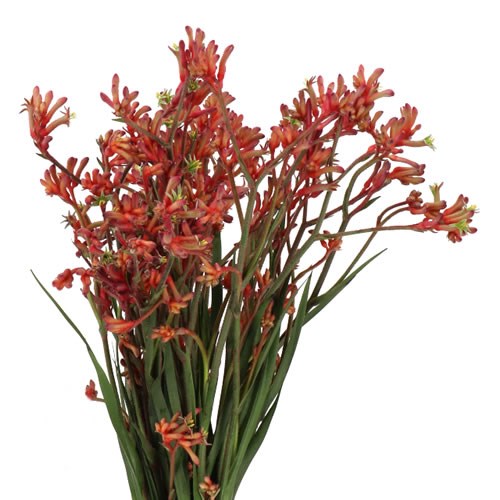 ANIGOZANTHOS RED VELVET