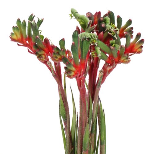 ANIGOZANTHOS ROYAL CHEER