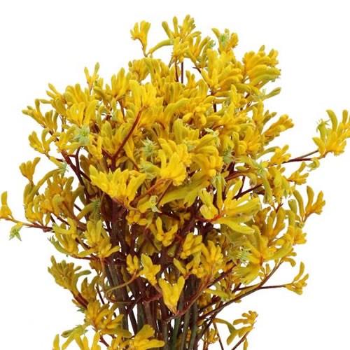 ANIGOZANTHOS YELLOW GEM