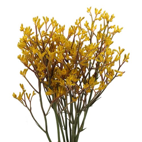 ANIGOZANTHOS YINDI