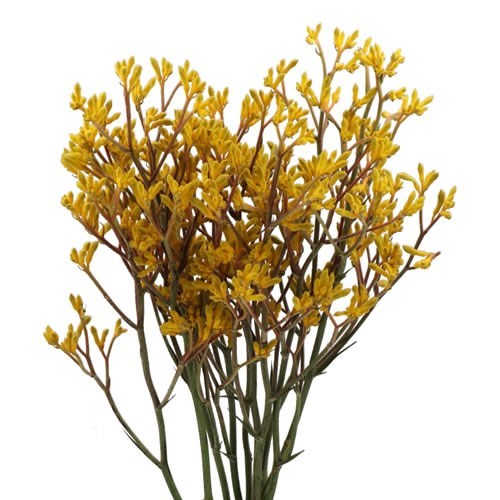 ANIOZANTHOS YINDI