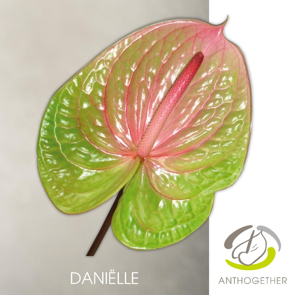 ANTHURIUM AVO DANIELLE x 16