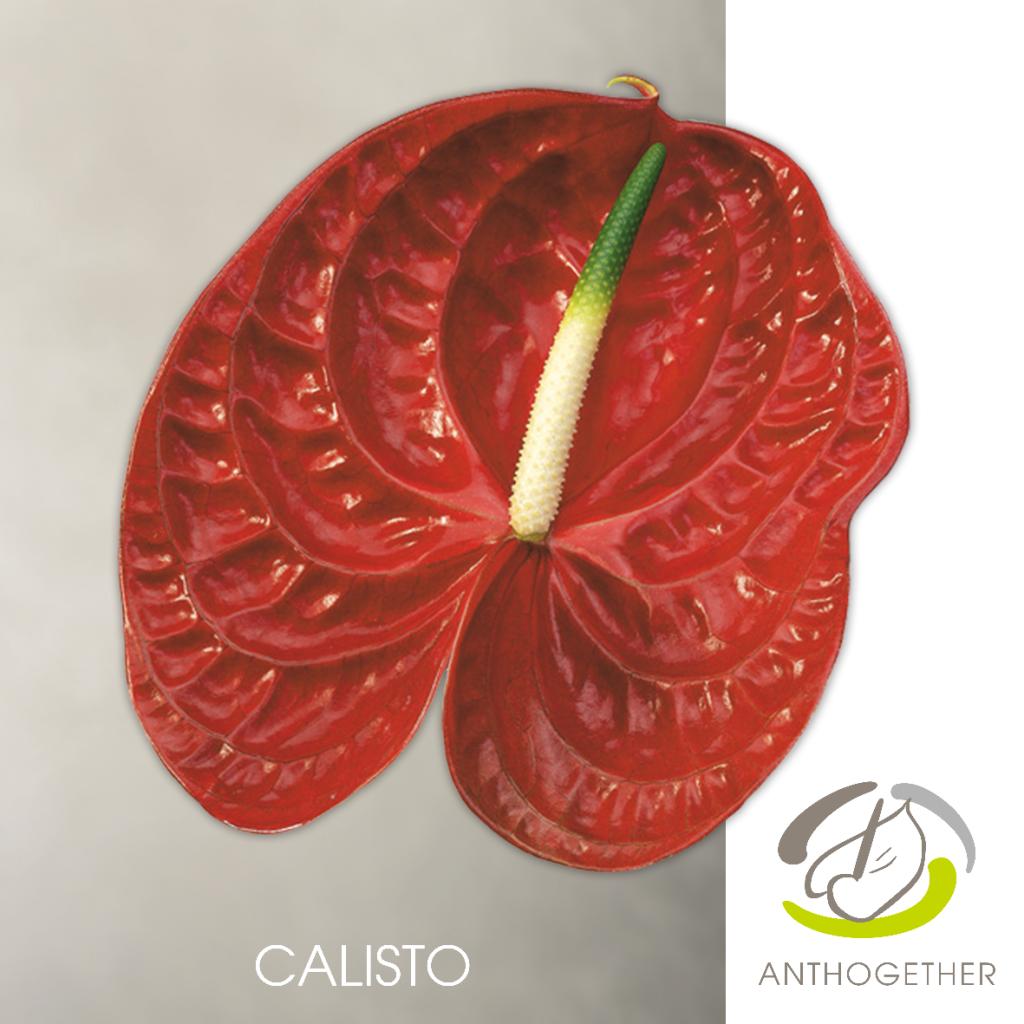 ANTHURIUM CALISTO x 12