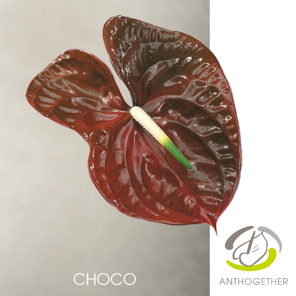 ANTHURIUM CHOCO x 12