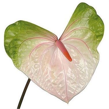 ANTHURIUM ACURA x 20