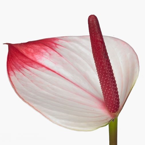ANTHURIUM AMALIA ELEGANCE x 30