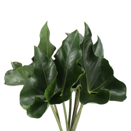 ANTHURIUM ARROW LEAVES