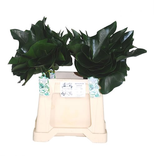 ANTHURIUM ARROW LEAVES